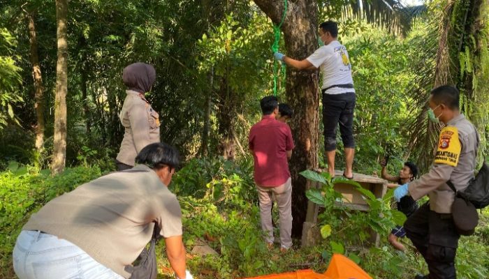 Pria Asal Lombok Utara, Ditemukan Tewas Gantung Diri Dipohon Mangga